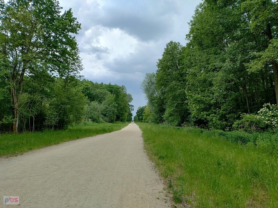 Przez las