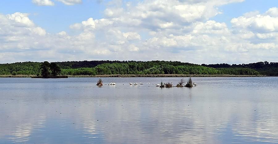 Staw Czarny Las w kompleksie stawów krośnickich