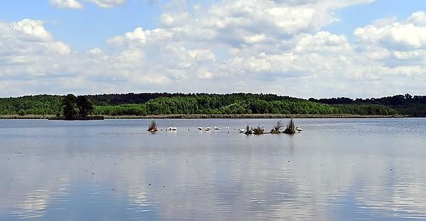 Staw Czarny Las w kompleksie stawów krośnickich