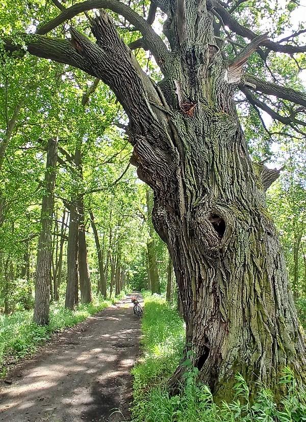 Nad stawami w Krośnicach