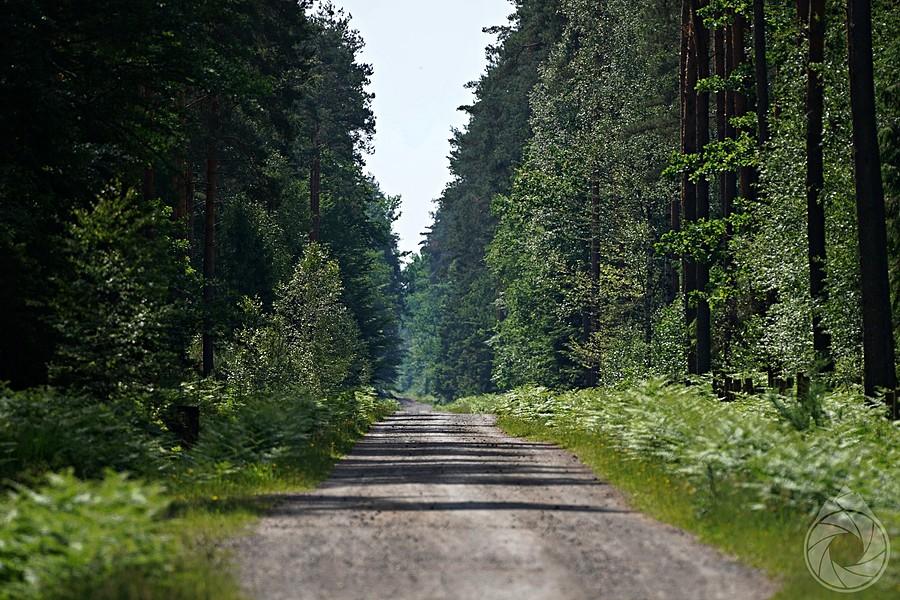 szutrówki Puszczy Sandomierskiej
