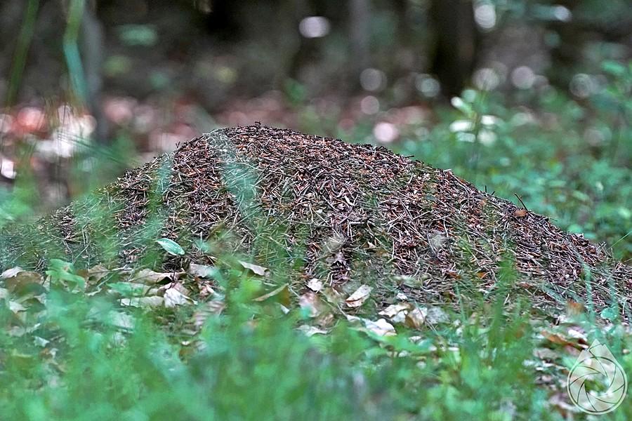 kopa mrówek