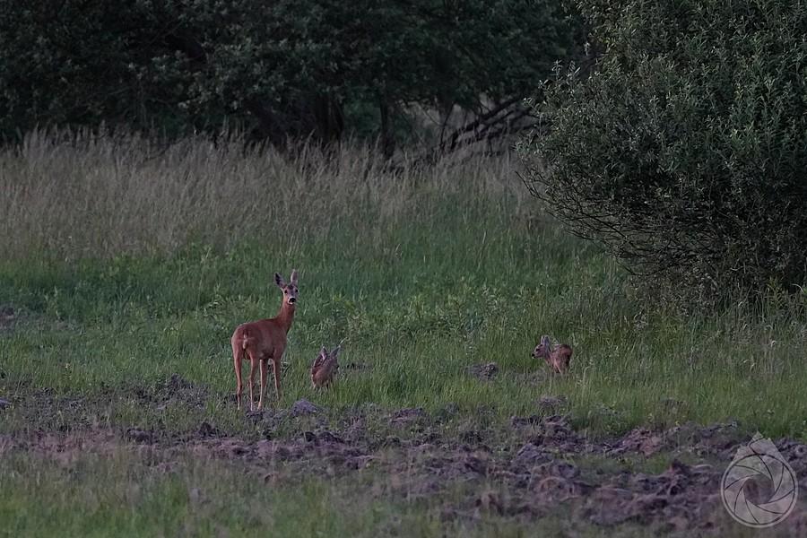 pani sarenka pilnuje maluchy