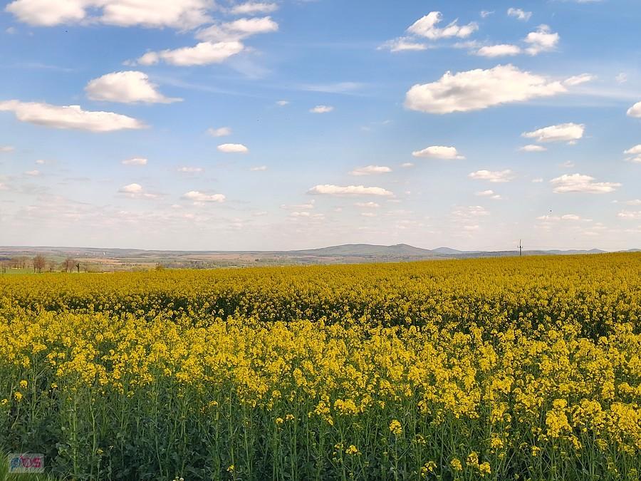 Czyżby rzepak ;)
