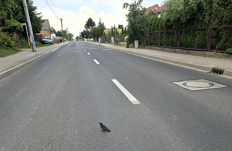 Podlot szpaka na środku ulicy