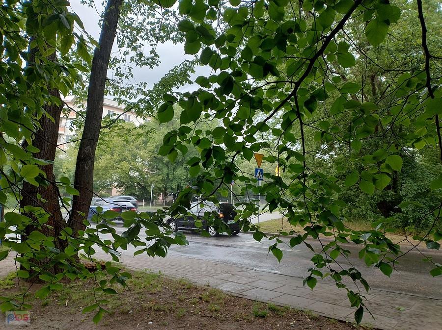A tu już leje. Zdjęcie spod drzewka