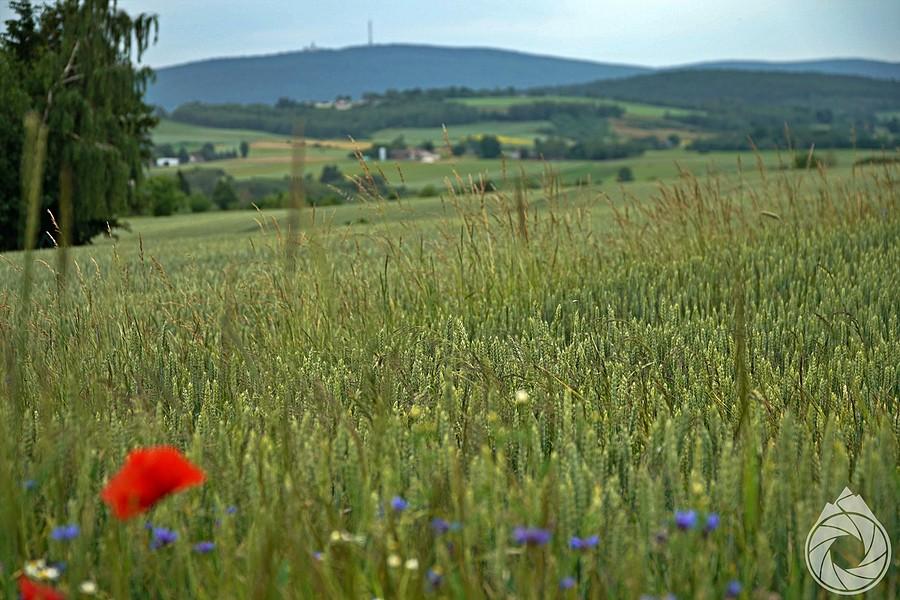 zboża pod Górami Świętokrzyskimi