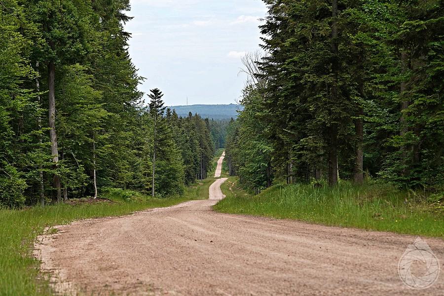 sztrówki SuchedniowskiegoPK