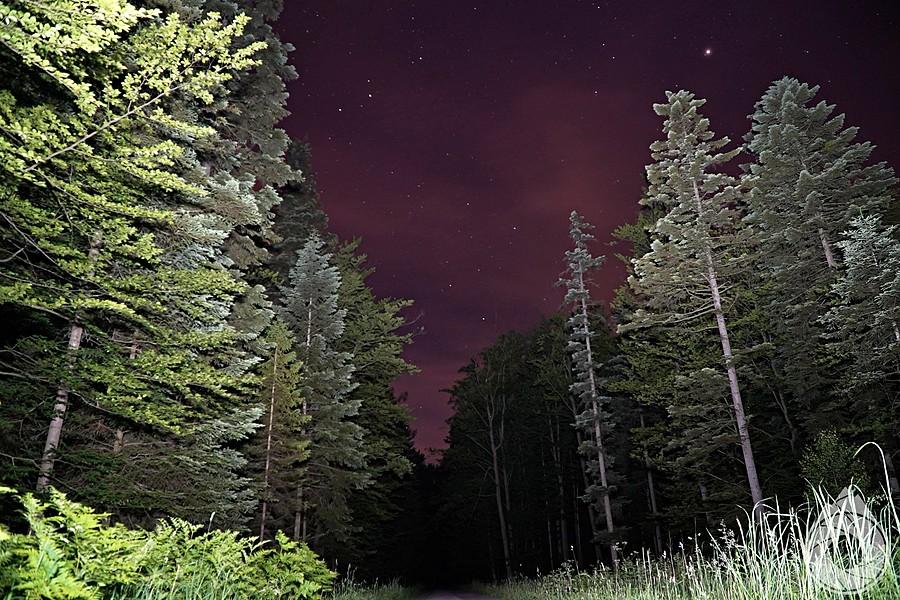 nocka leśna nad Bliżynem