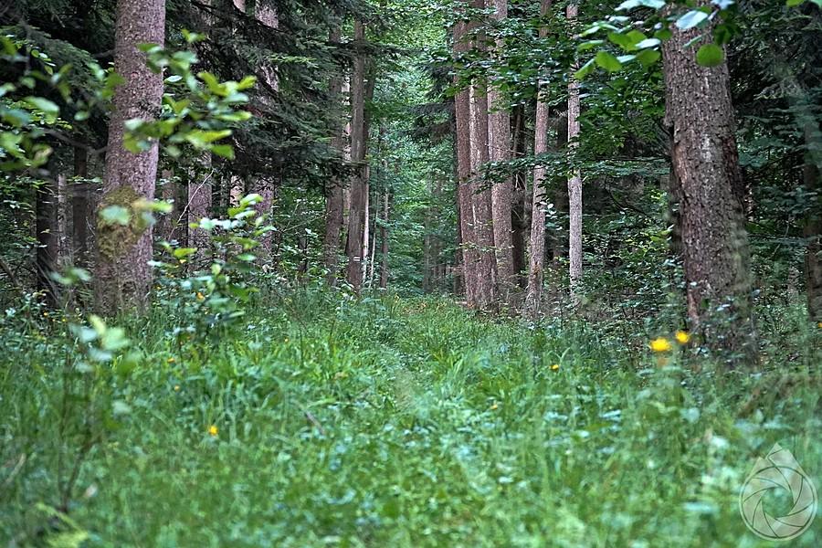 naturalne lasy bliżyńskie