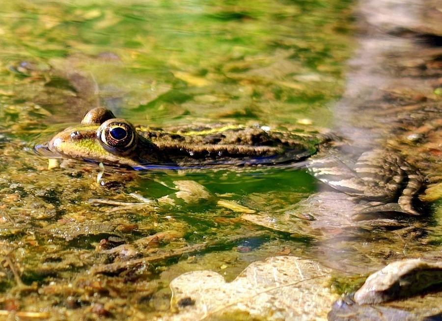 Żabka w wodzie