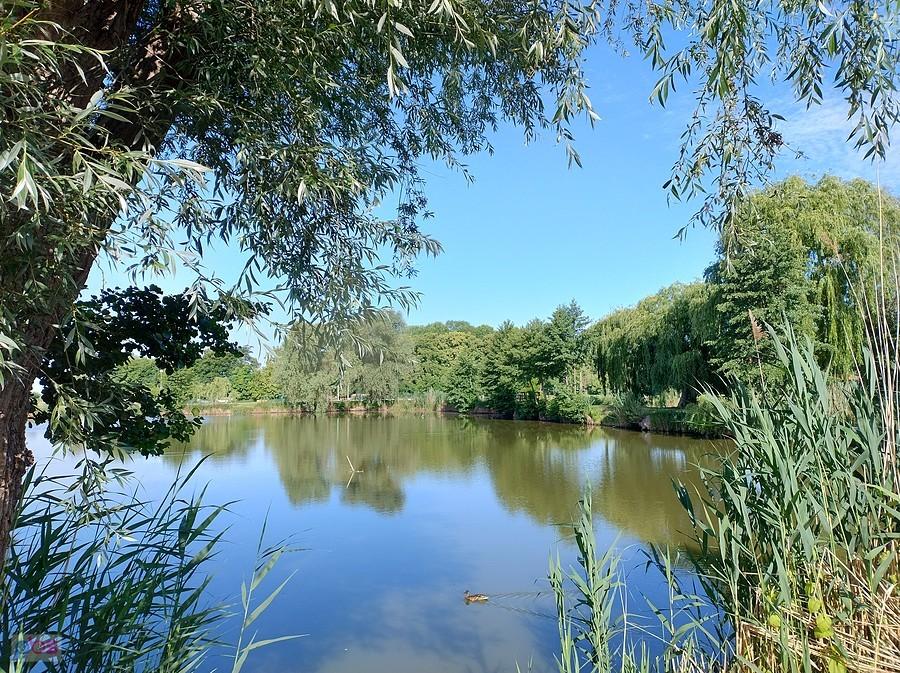 Staw w Zielonkach