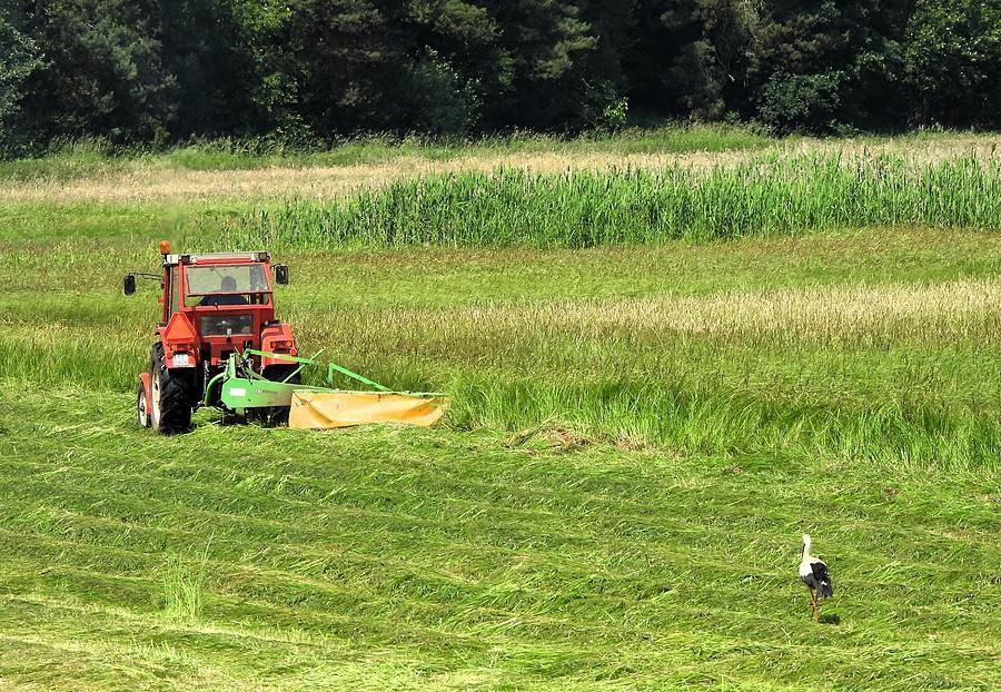 Bociek podążą za ciągnikiem