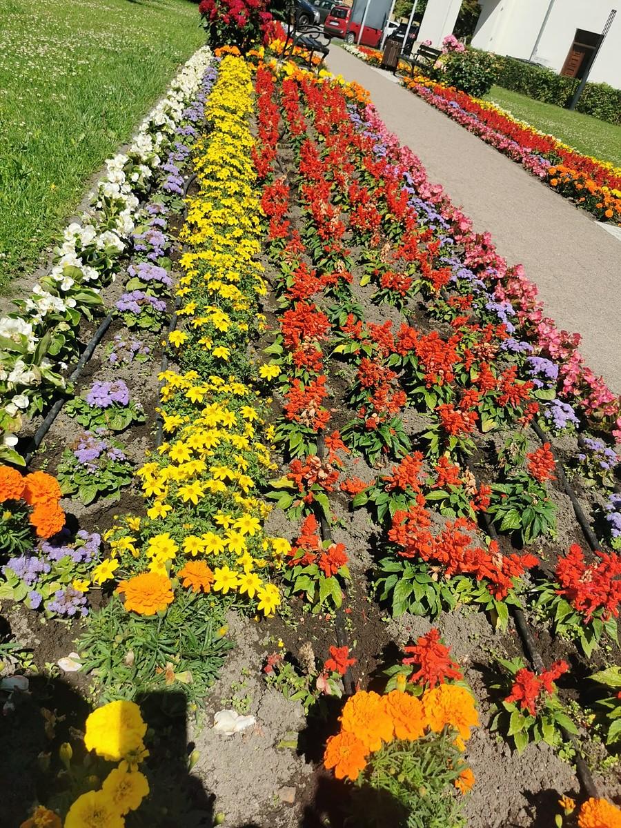 Kobierzec z kwiatów