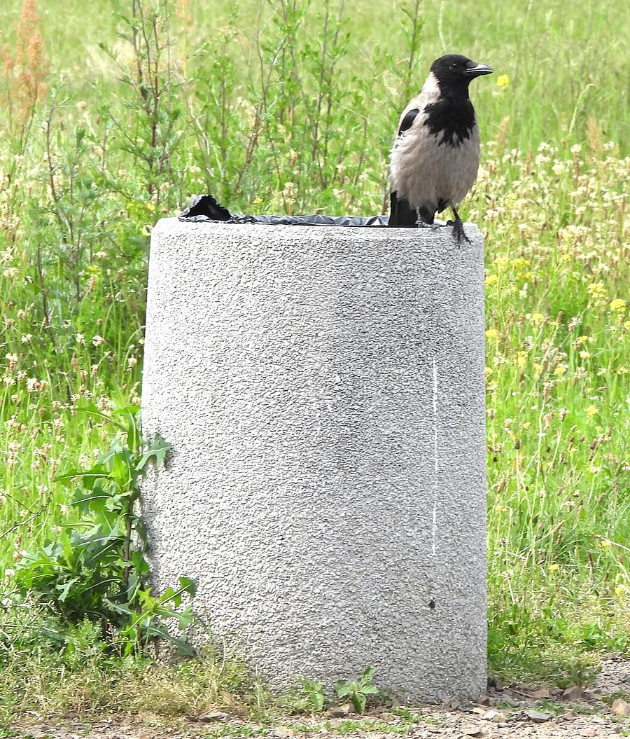 Wrona na śmietniku