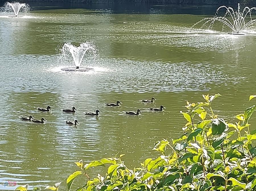 I kaczuszki na stawie