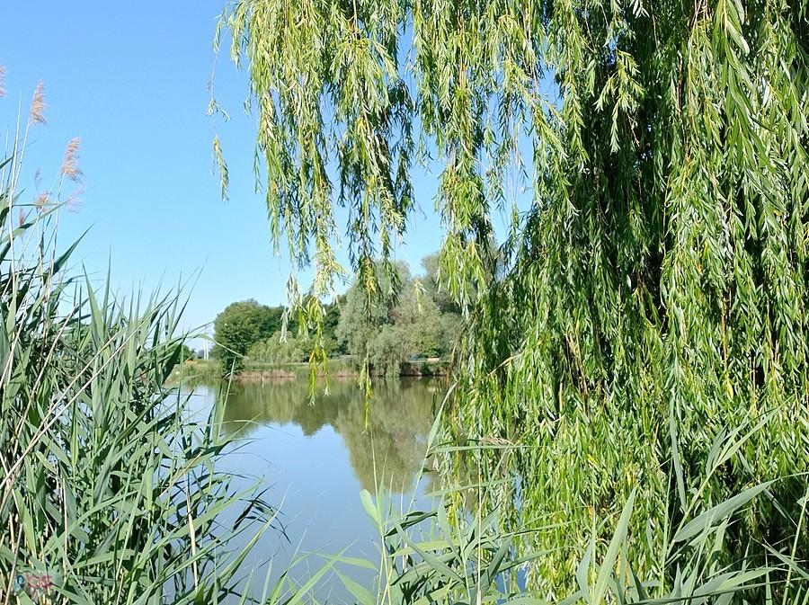 Staw w Zielonkach