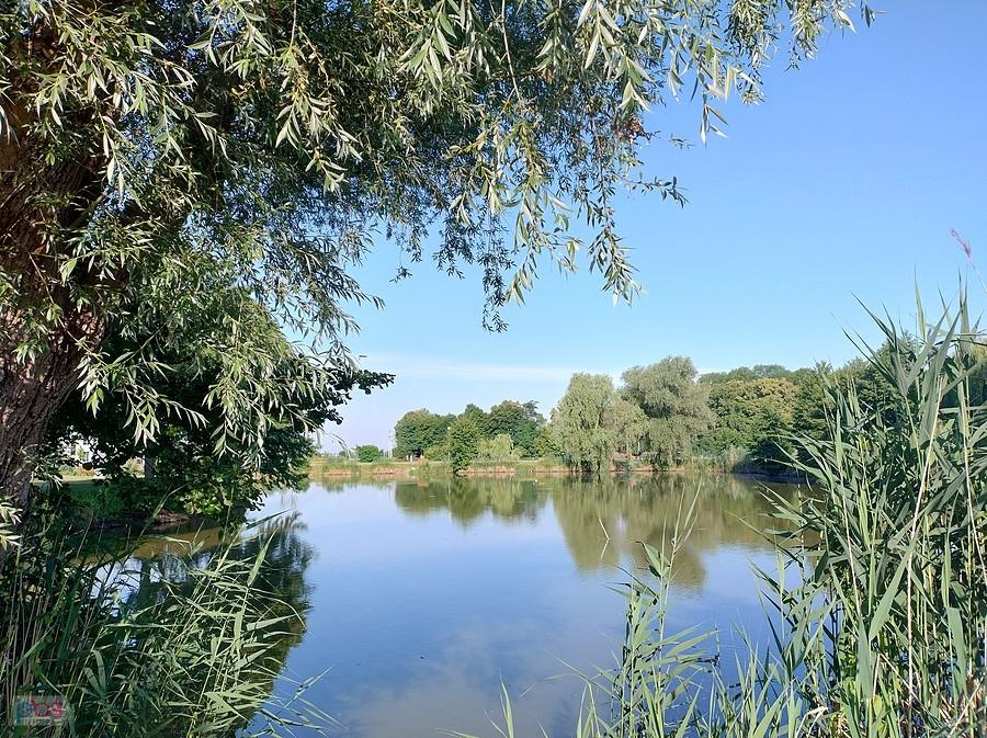 Staw w Zielonkach