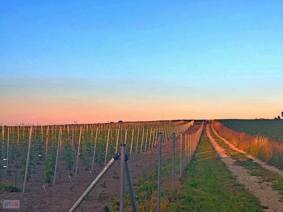 Winnica w Wiśniczach