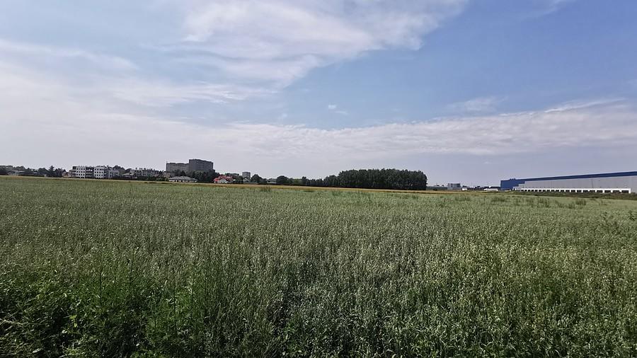 Owies i żyto w Piastowie