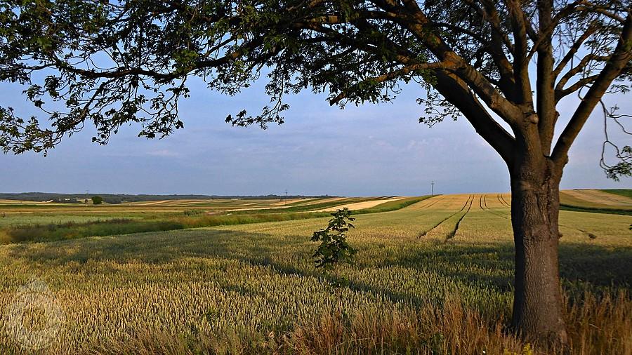 zboża Szczebrzeszyńskie