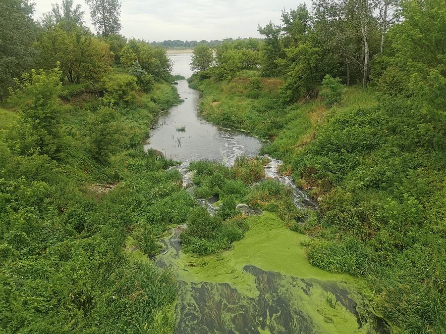 Jeziorka coraz bardziej zarośnięta