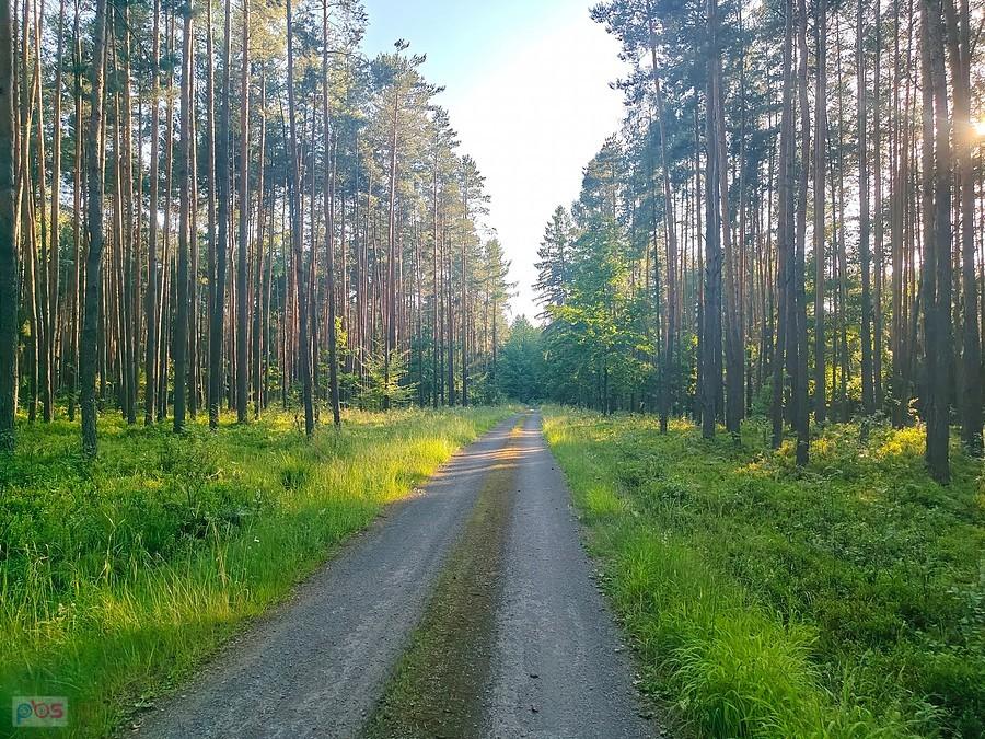 Z Winowna do Strąkowa