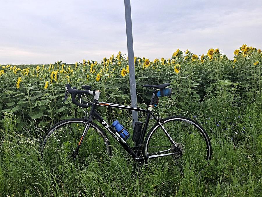 Zakopany w trawie i słoneczniku