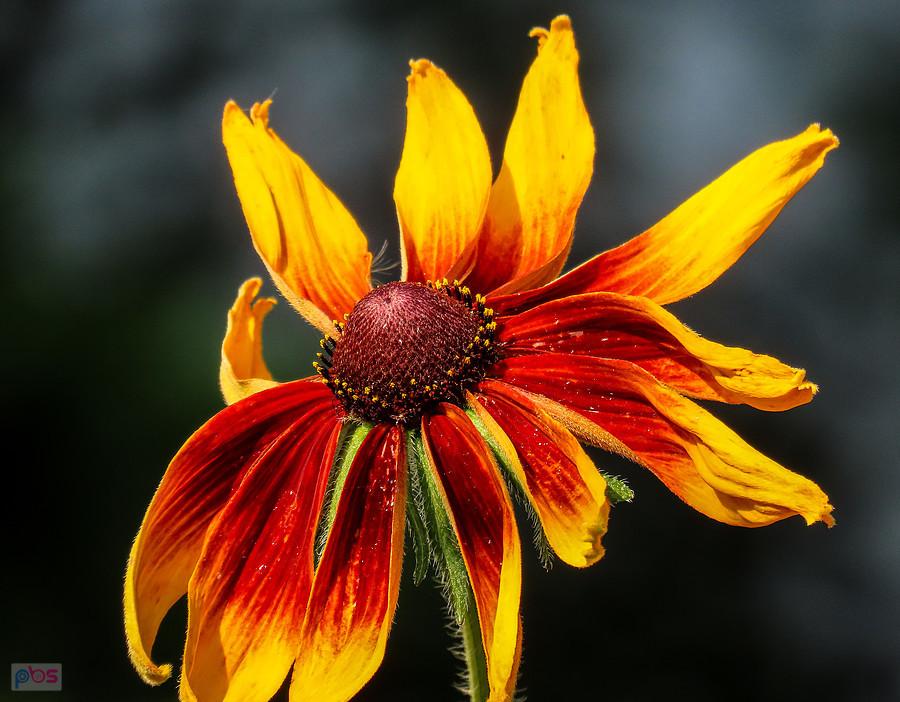 Urokliwa rudbekia