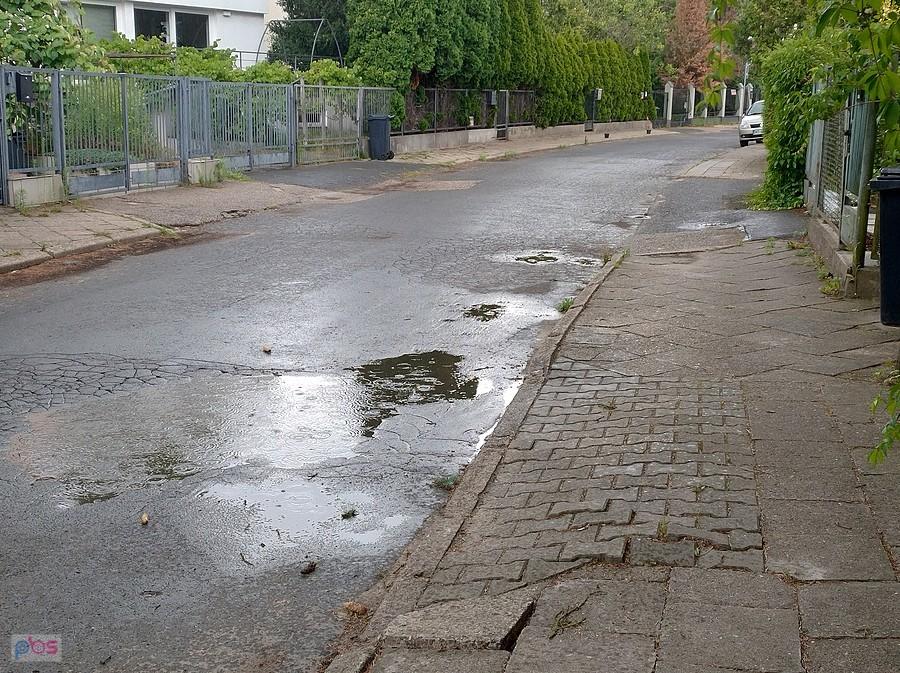 Pada. Zdjęcie spod drzewka