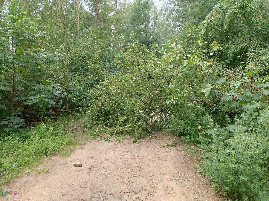 Złamane drzewo na leśnej drodze. Wiatr w porywach był silny