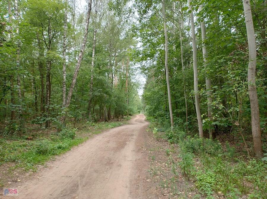Przez las