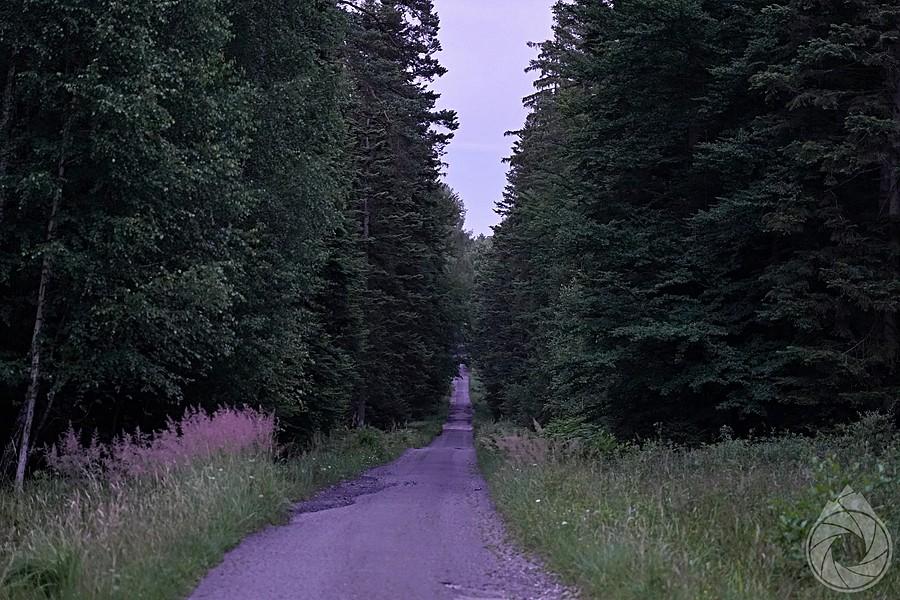 trasa przez lasy bliżyńskie
