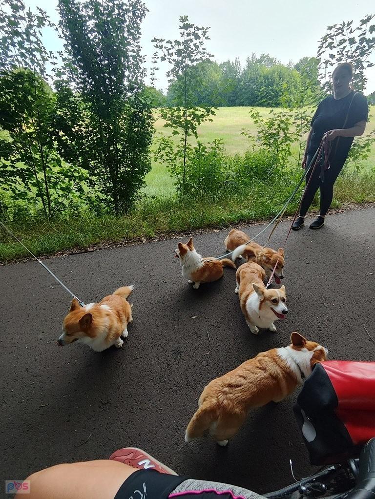 a gdzie królowa?
