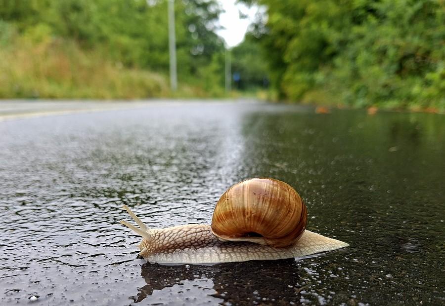 Kolejny ślimol