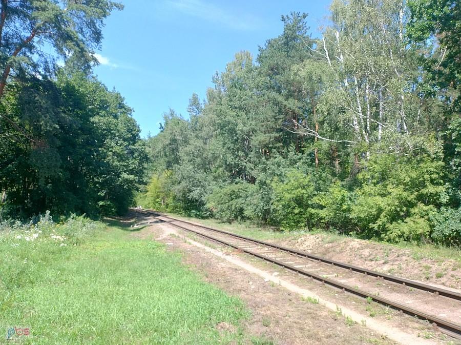Tor przez las