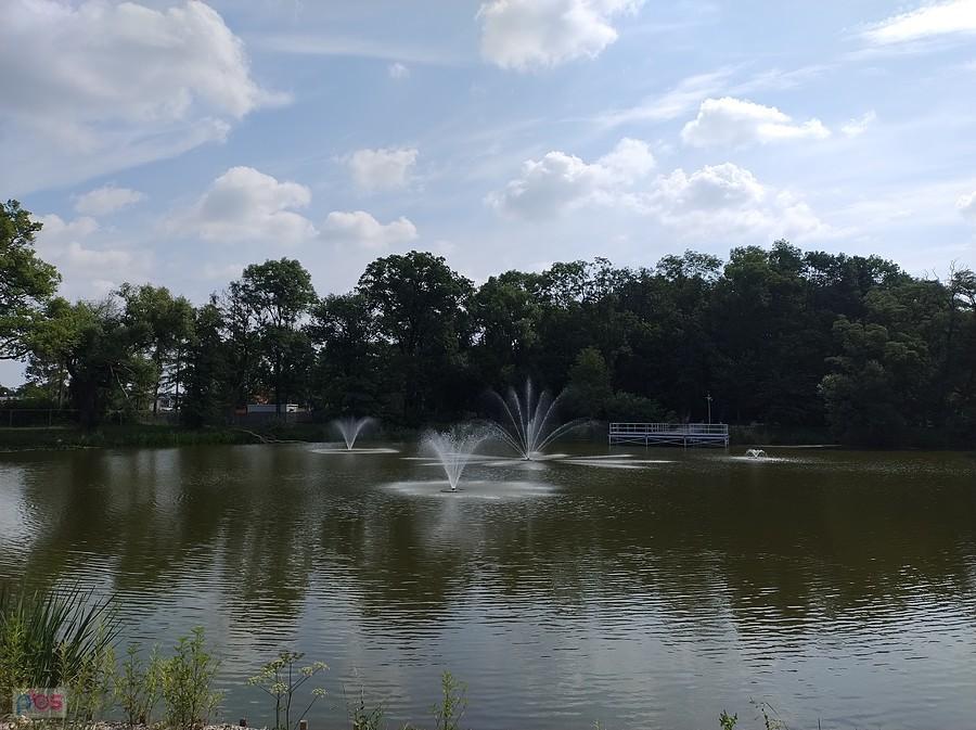 Staw w Ołtarzewie