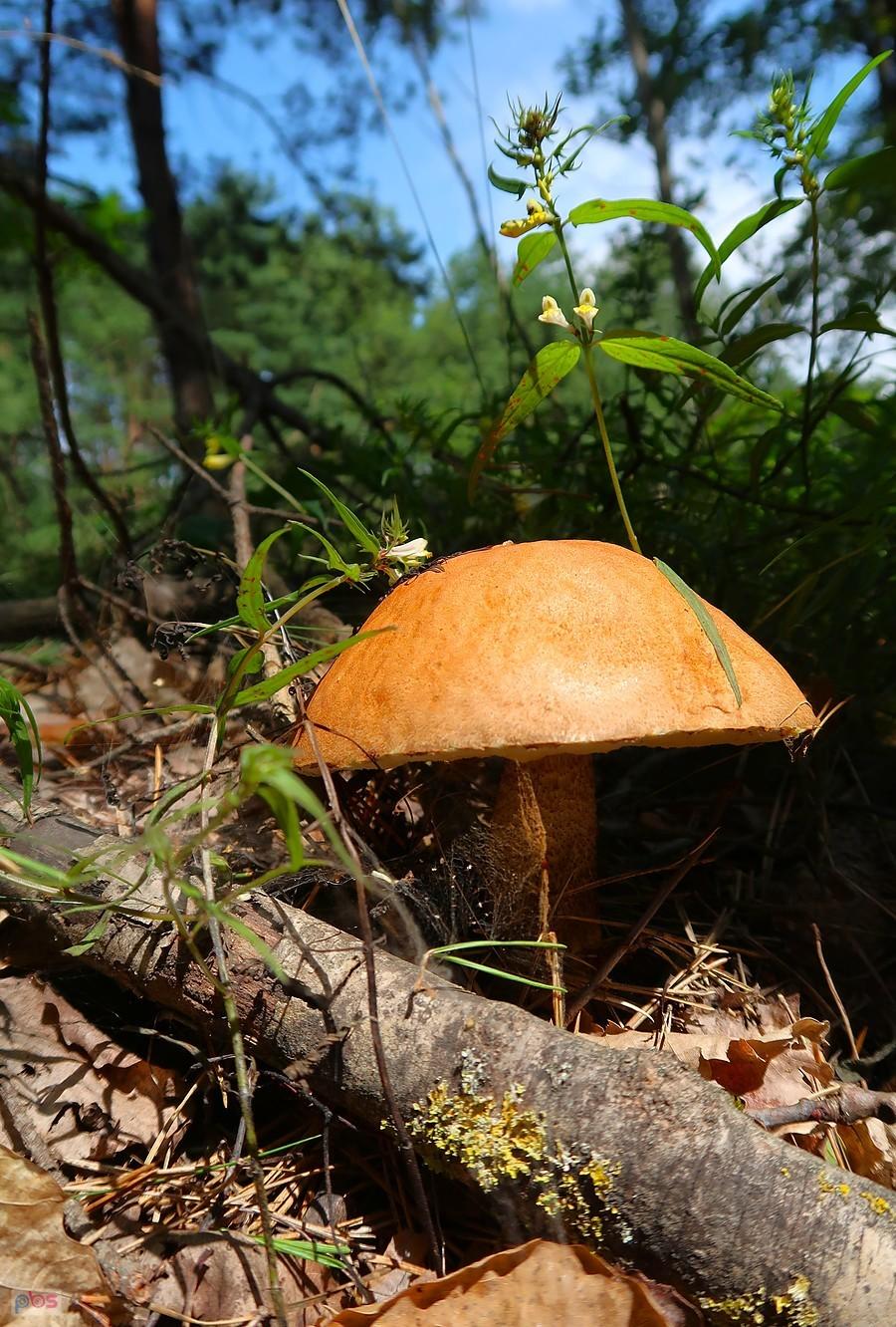 Pokazują się grzyby