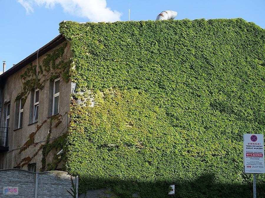 tu jest mural, musicie mi uwierzyć