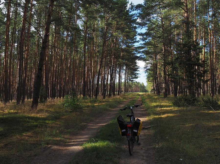 Puszcza Rzepińska w okolicy Gajca