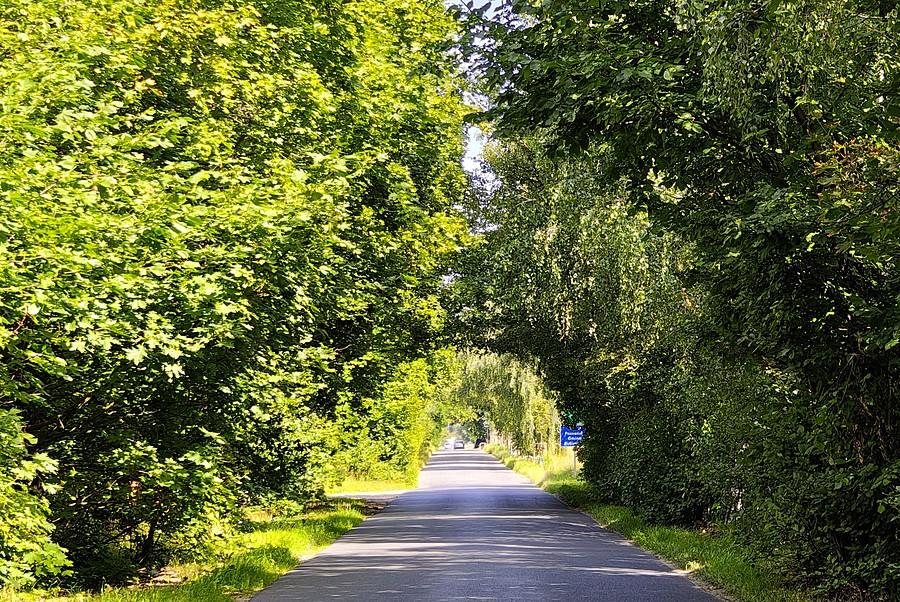 Tunel drzew przed Kobylnikami