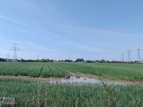Deszcze nadrabiają zaległości, co widać już nawet na polach