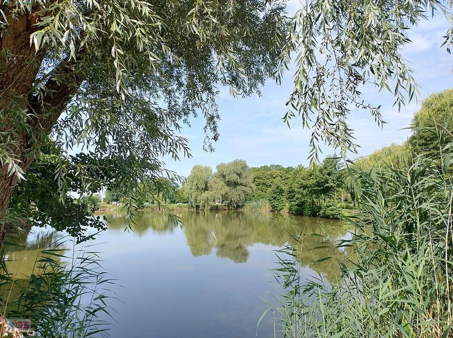 Staw w Zielonkach