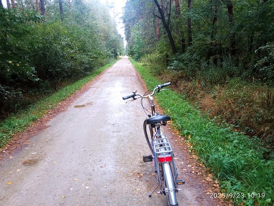 w lesie pomiędzy Brudzowicami a Mierzęcicami