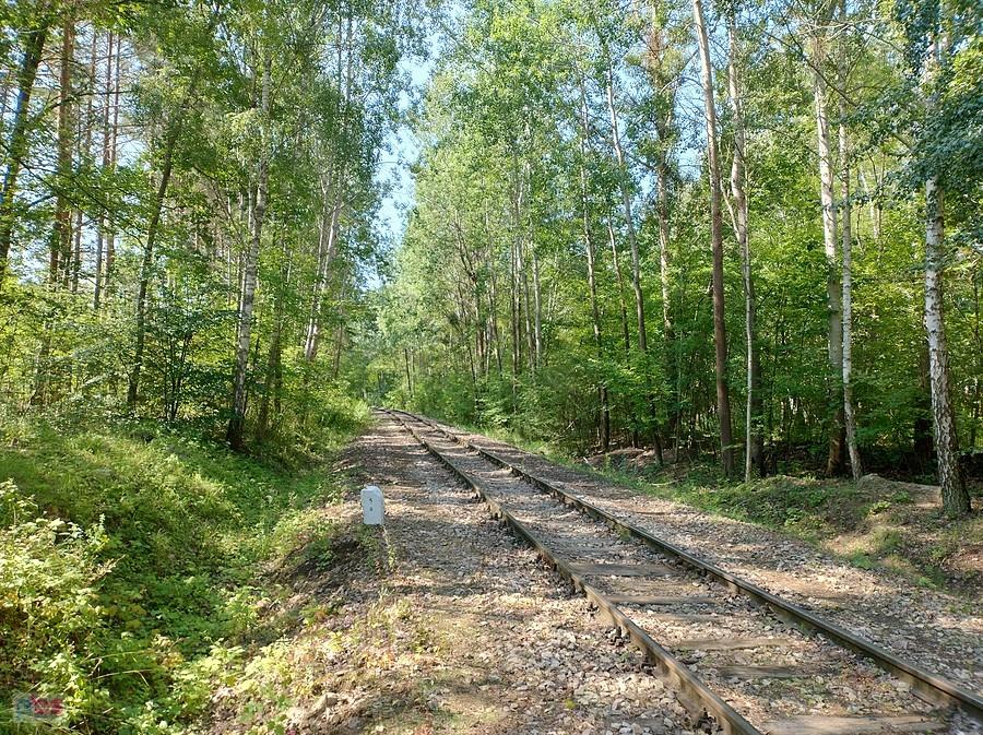Tor przez las