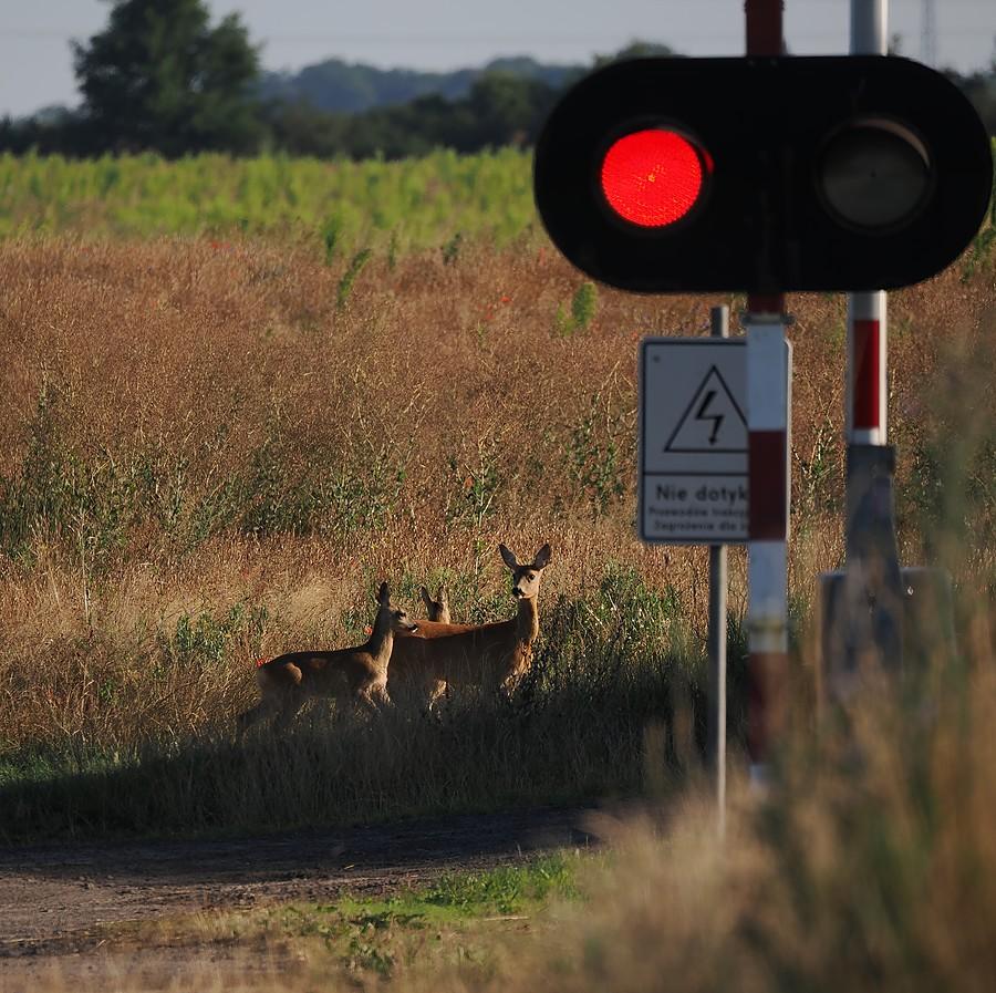 Zamykające się szlabany spłoszyły sarenki