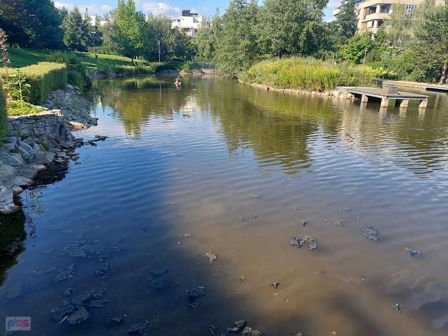 Staw w Marinie Mokotów