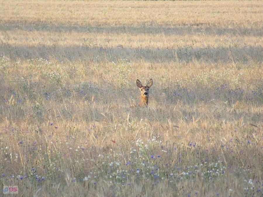 Sarna z Rędzina