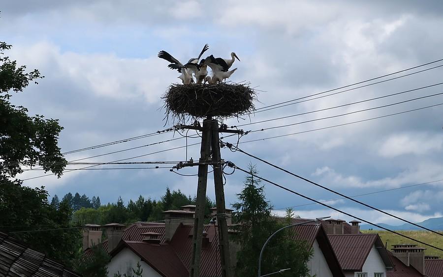 Sporo tu bocianów