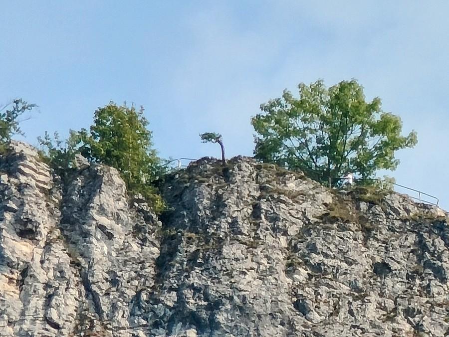 Sponiewierana, kultowa sosenka na Sokolicy.